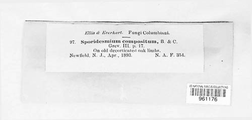 Sporidesmium compositum image